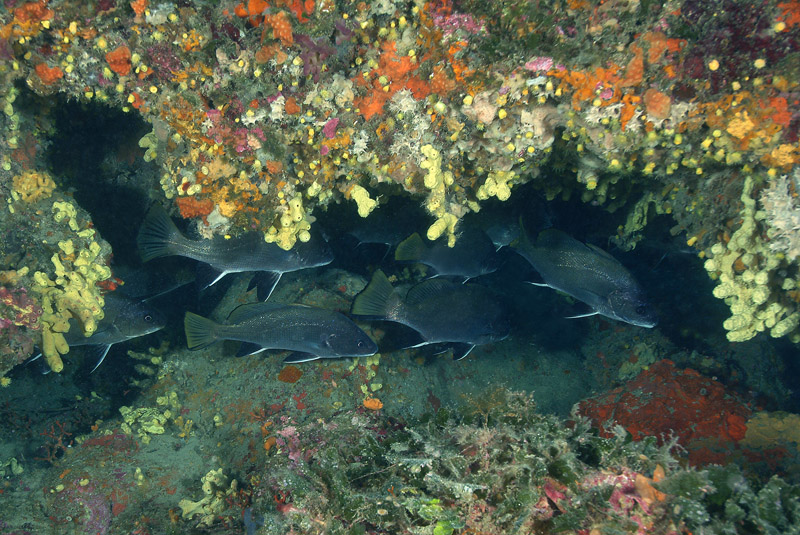 Corvina alla stazione di pulizia